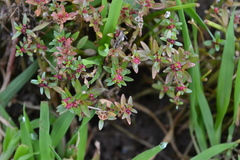 Rotala malampuzhensis